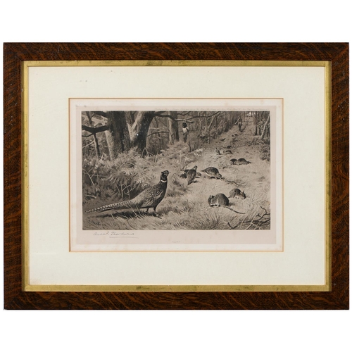 776 - Archibald Thorburn (1860-1935) - Pheasants; Partridge, a set of three, Goupiltints, published by The... 