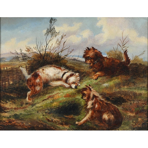 778 - Follower of George Armfield - Three Terriers, oil on board, 31 x 40cm