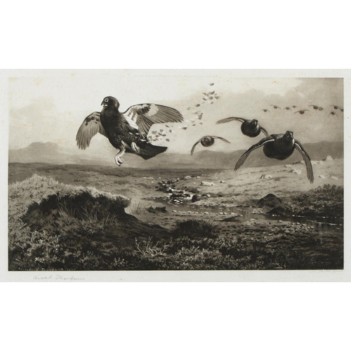 803 - Archibald Thorburn (1860-1935) - Game Birds and Wild Fowl,  photogravures, a set of five, by th... 