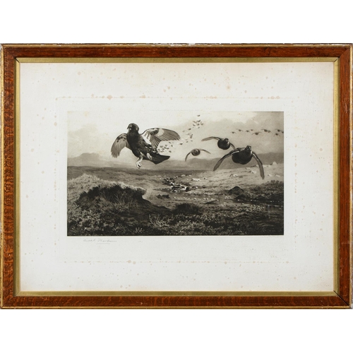 803 - Archibald Thorburn (1860-1935) - Game Birds and Wild Fowl,  photogravures, a set of five, by th... 