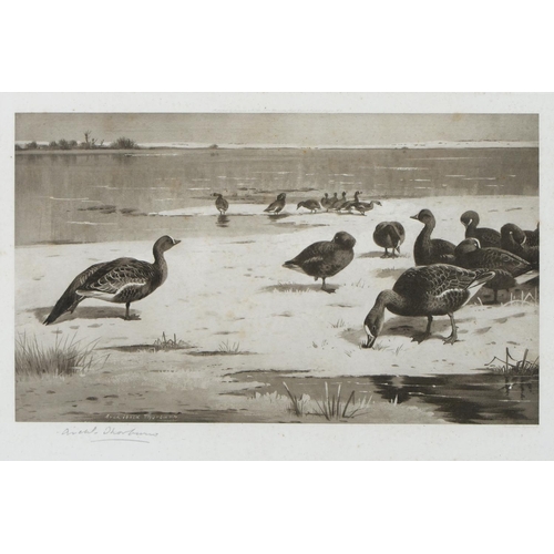 803 - Archibald Thorburn (1860-1935) - Game Birds and Wild Fowl,  photogravures, a set of five, by th... 