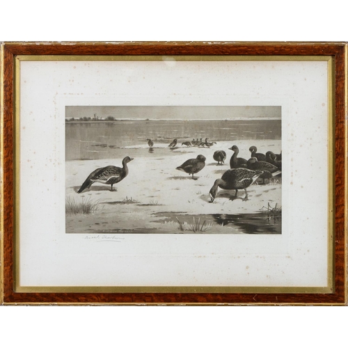 803 - Archibald Thorburn (1860-1935) - Game Birds and Wild Fowl,  photogravures, a set of five, by th... 