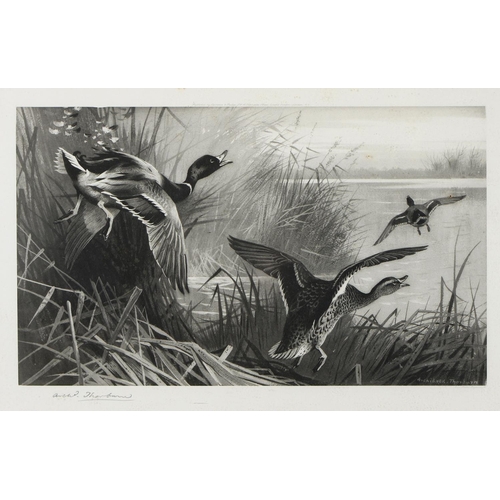 803 - Archibald Thorburn (1860-1935) - Game Birds and Wild Fowl,  photogravures, a set of five, by th... 