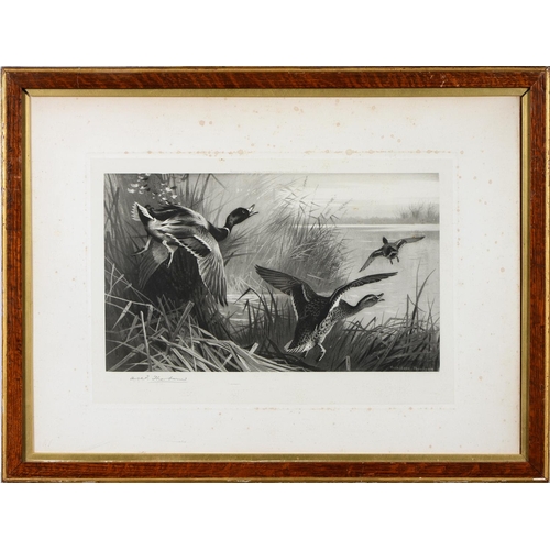 803 - Archibald Thorburn (1860-1935) - Game Birds and Wild Fowl,  photogravures, a set of five, by th... 