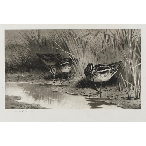 803 - Archibald Thorburn (1860-1935) - Game Birds and Wild Fowl,  photogravures, a set of five, by th... 