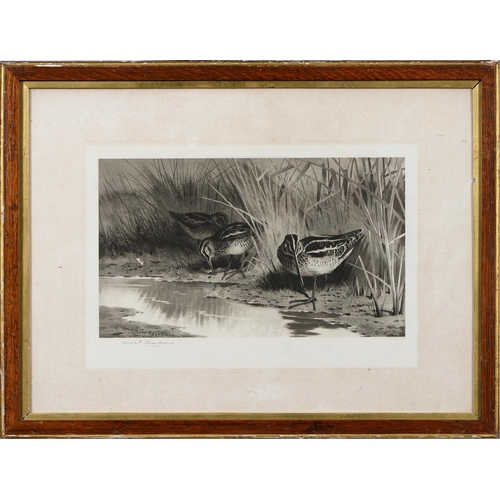 803 - Archibald Thorburn (1860-1935) - Game Birds and Wild Fowl,  photogravures, a set of five, by th... 