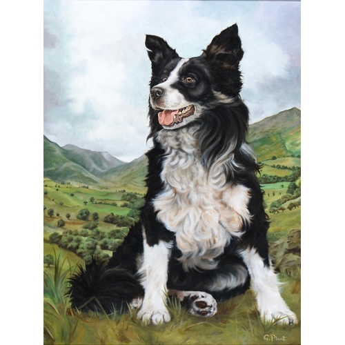 859 - G. Plant, 20th c - Portrait of a Border Collie, signed, oil on canvas, 60 x 44cm