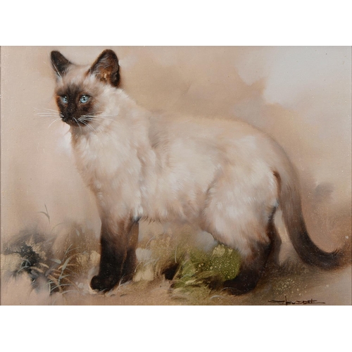 902 - English School, 20th c - Portrait of a Siamese Cat, indistinctly signed, oil on canvas, 36.5 x 49cm... 