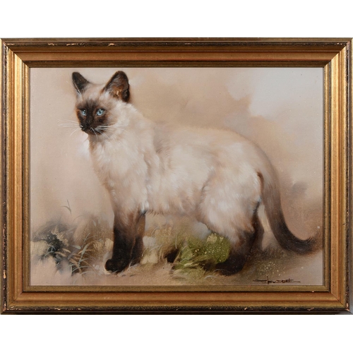 902 - English School, 20th c - Portrait of a Siamese Cat, indistinctly signed, oil on canvas, 36.5 x 49cm... 