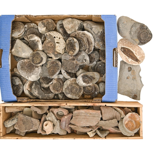 773 - Archaeology and natural history. A box of pot shards, mostly Medieval and a collection of fossils, a... 