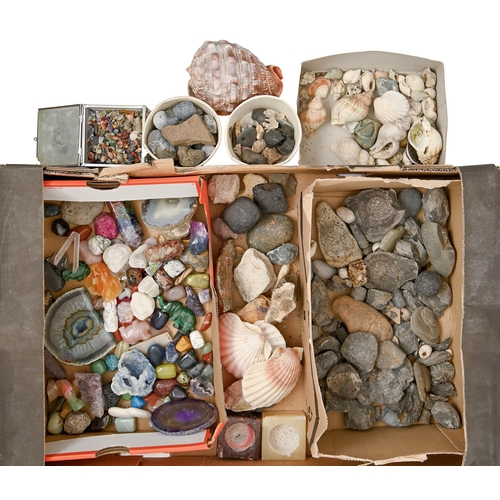 774 - A collection of minerals, rocks and seashells, etc