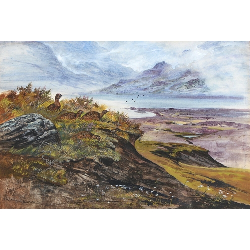 940 - Iain Ross, 20th c - Black Grouse in the Scottish Highlands, signed and dated 76, watercolour and gou... 