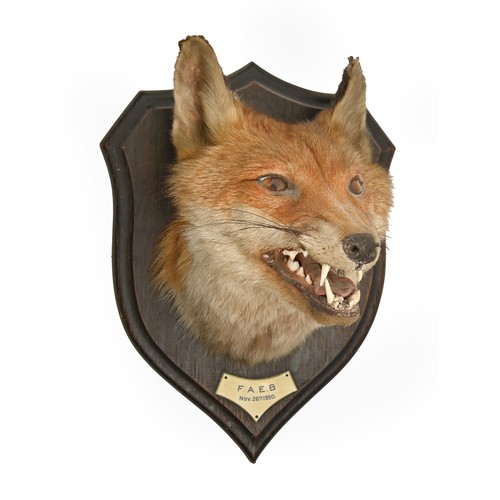 738 - Taxidermy. Head of a fox, 1930, mounted by Rowland Ward Ltd Naturalists, The Jungle, 167 Piccadilly ... 