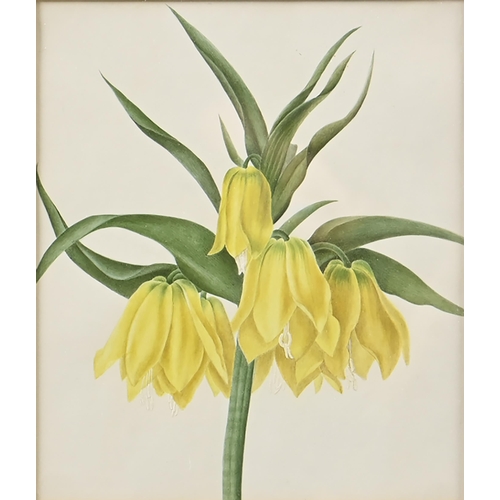 1003 - English School, 19th c - Waterlily; Crown Imperial, two, watercolour, the first arched top 26 x 21cm... 