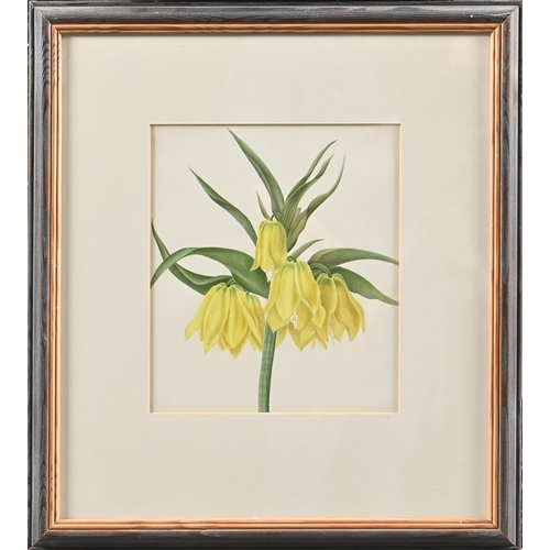 1003 - English School, 19th c - Waterlily; Crown Imperial, two, watercolour, the first arched top 26 x 21cm... 