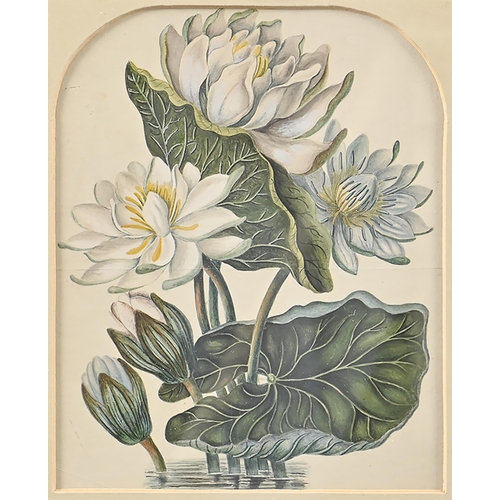 1003 - English School, 19th c - Waterlily; Crown Imperial, two, watercolour, the first arched top 26 x 21cm... 