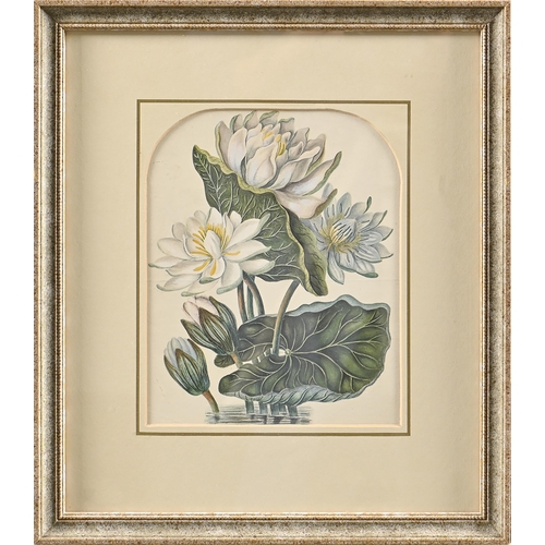 1003 - English School, 19th c - Waterlily; Crown Imperial, two, watercolour, the first arched top 26 x 21cm... 