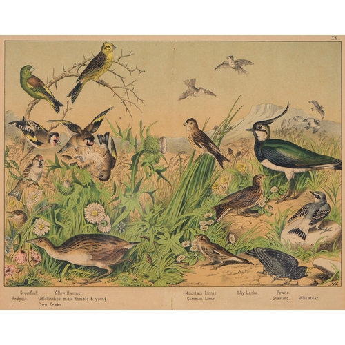 1062 - After Jemima Blackburn, 19th c  - Ornithological Studies, a pair, chromolithographs, n.d., 30 x 37cm... 