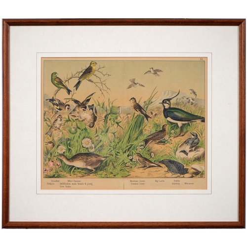 1062 - After Jemima Blackburn, 19th c  - Ornithological Studies, a pair, chromolithographs, n.d., 30 x 37cm... 