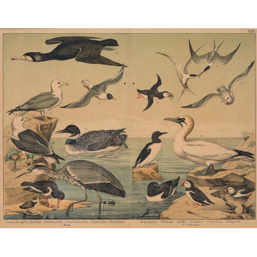 1062 - After Jemima Blackburn, 19th c  - Ornithological Studies, a pair, chromolithographs, n.d., 30 x 37cm... 