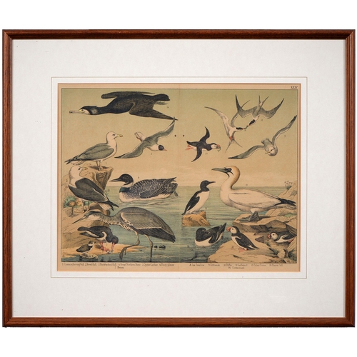 1062 - After Jemima Blackburn, 19th c  - Ornithological Studies, a pair, chromolithographs, n.d., 30 x 37cm... 