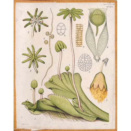 1065 - Five German large-format botanical prints, Berlin, 19th century, two hand coloured, 81cm x 65cm, sev... 