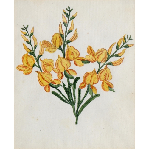 1073 - English School, late 18th/early 19th c - Yellow Irises, botanical study, titled and inscribed in ink... 