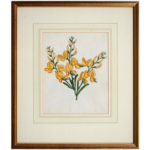 1073 - English School, late 18th/early 19th c - Yellow Irises, botanical study, titled and inscribed in ink... 