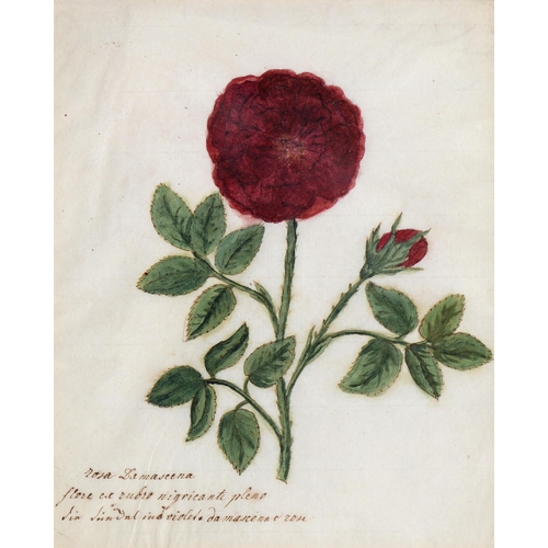 1074 - English School, late 18th/early 19th c - Damask Rose, botanical study, titled and inscribed in ink m... 