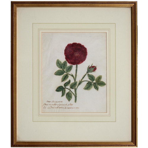 1074 - English School, late 18th/early 19th c - Damask Rose, botanical study, titled and inscribed in ink m... 