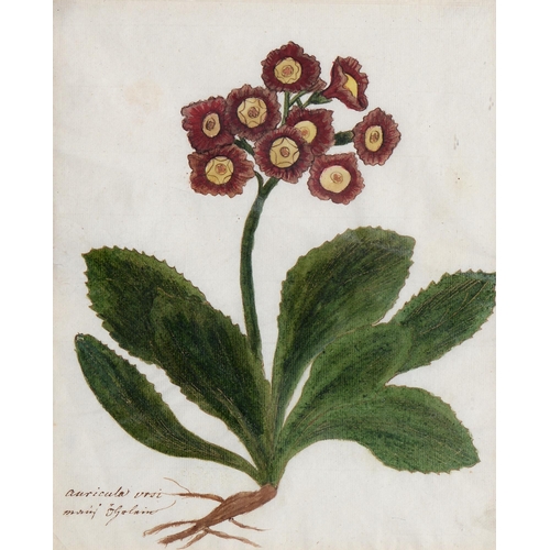 1075 - English School, late 18th/early 19th c - Auricular ursi, botanical study, titled and inscribed in in... 