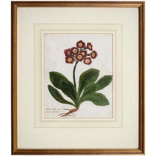 1075 - English School, late 18th/early 19th c - Auricular ursi, botanical study, titled and inscribed in in... 