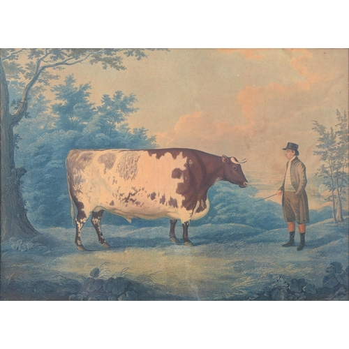 1081 - John Whessell (c.1760-after 1820) after John Boultbee – The Durham Ox, aquatint, printed in colour, ... 