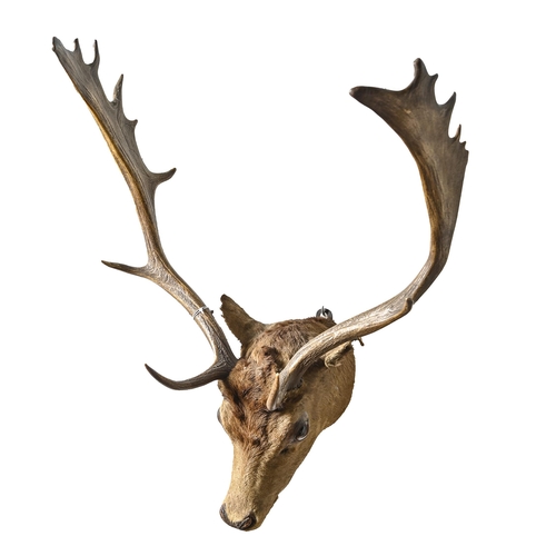 766 - Victorian taxidermy. A deer's head with antlers, 55cm w