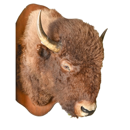 767 - Taxidermy. An American Bison head and shoulder mount, on oak shield, with label on reverse, Natural ... 