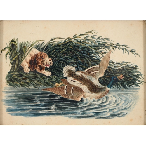 793 - English School, 19th c - Spaniel Flushing a Mallard Drake, watercolour, 13 x 17.5cm