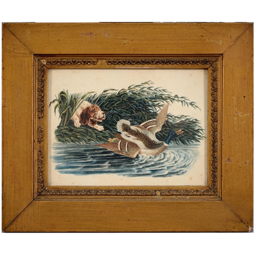 793 - English School, 19th c - Spaniel Flushing a Mallard Drake, watercolour, 13 x 17.5cm