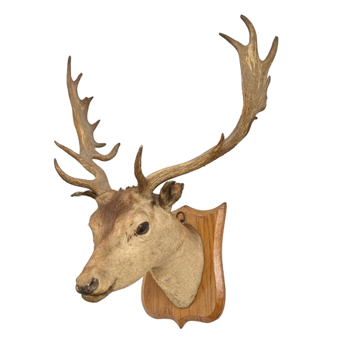 544 - Victorian taxidermy. A deer head with antlers mounted on oak shield, 50cm w