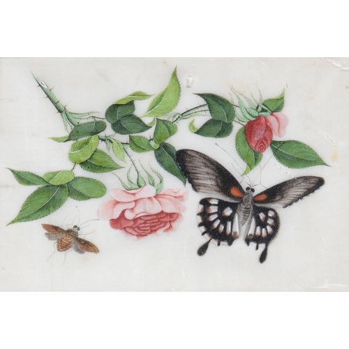 689 - Chinese School, 19th century - Botanical Subjects with Butterflies, a set of four, rice paper painti... 