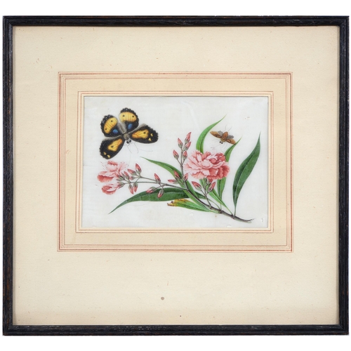 689 - Chinese School, 19th century - Botanical Subjects with Butterflies, a set of four, rice paper painti... 