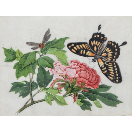 689 - Chinese School, 19th century - Botanical Subjects with Butterflies, a set of four, rice paper painti... 