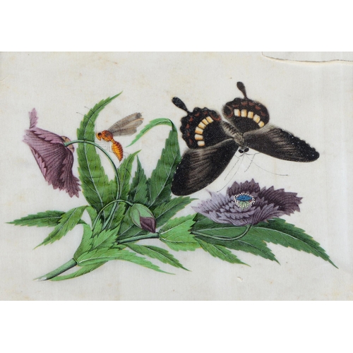 689 - Chinese School, 19th century - Botanical Subjects with Butterflies, a set of four, rice paper painti... 