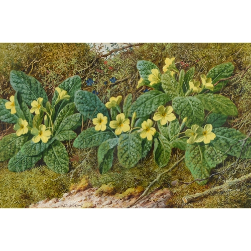 715 - William Cruickshank (c1813-1896) - Primroses on a Knotty Bank, signed, watercolour and bodycolour, 2... 