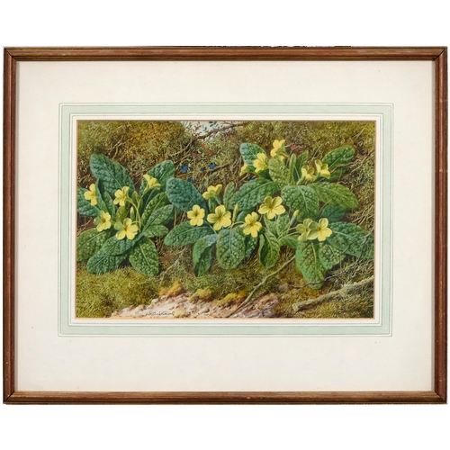 715 - William Cruickshank (c1813-1896) - Primroses on a Knotty Bank, signed, watercolour and bodycolour, 2... 