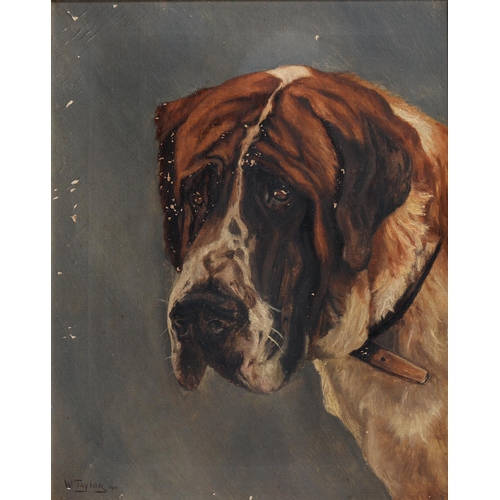 717 - W Taylor, 1911 - Study of a Saint Bernard Dog, signed and dated, oil on canvas, 47cm x 37cm... 