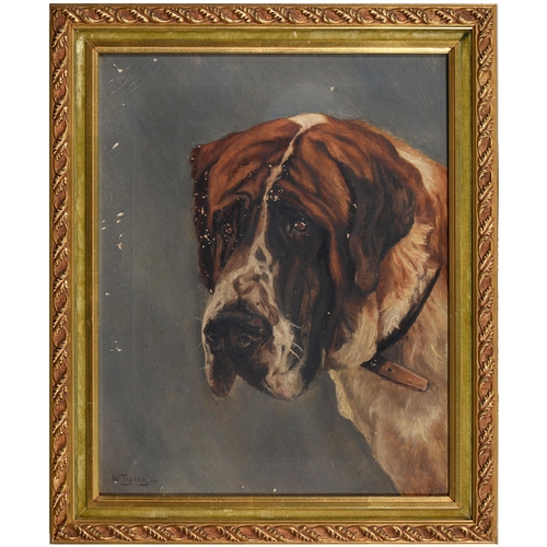 717 - W Taylor, 1911 - Study of a Saint Bernard Dog, signed and dated, oil on canvas, 47cm x 37cm... 