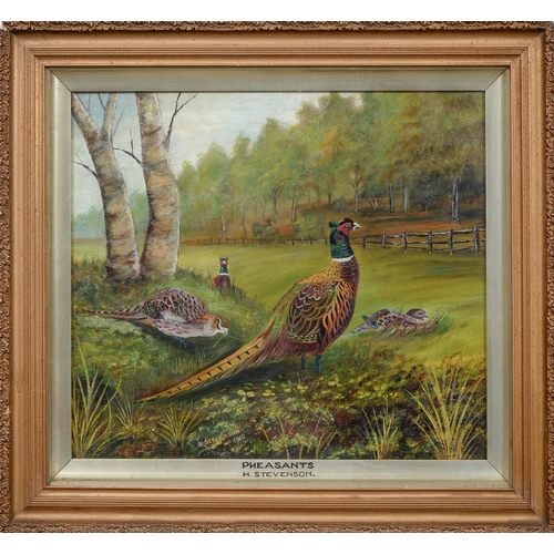 741 - H Stevenson, 1910 - Pheasants, signed and dated, oil on canvas, 28.5cm x 33.5cm