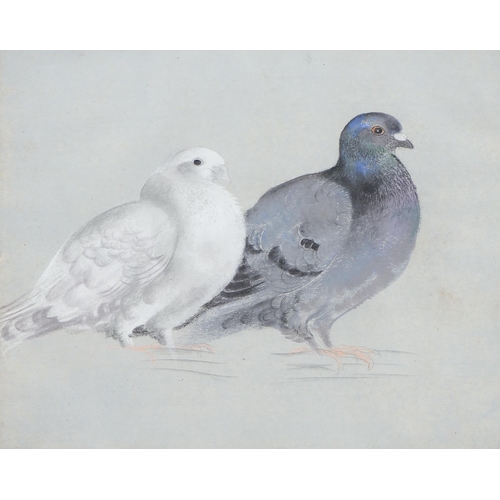 746 - Follower of Philip Rickman - Two Pigeons,  watercolour and bodycolour on light blue paper, 35.5cm x ... 