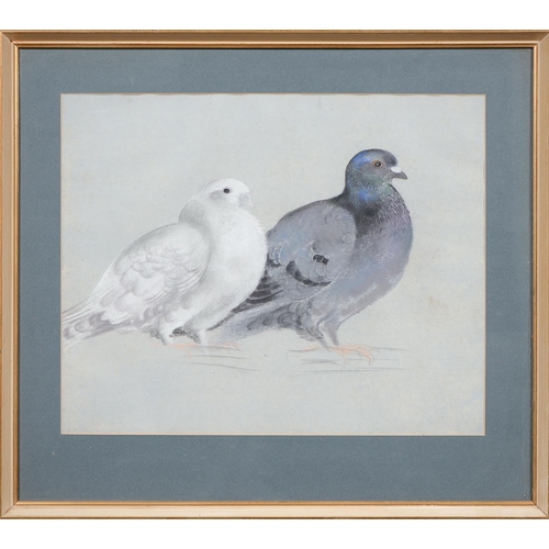 746 - Follower of Philip Rickman - Two Pigeons,  watercolour and bodycolour on light blue paper, 35.5cm x ... 