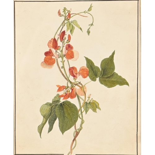 786 - English School, early-mid 19th century - Botanical Study, ruled black border, watercolour, bodycolou... 